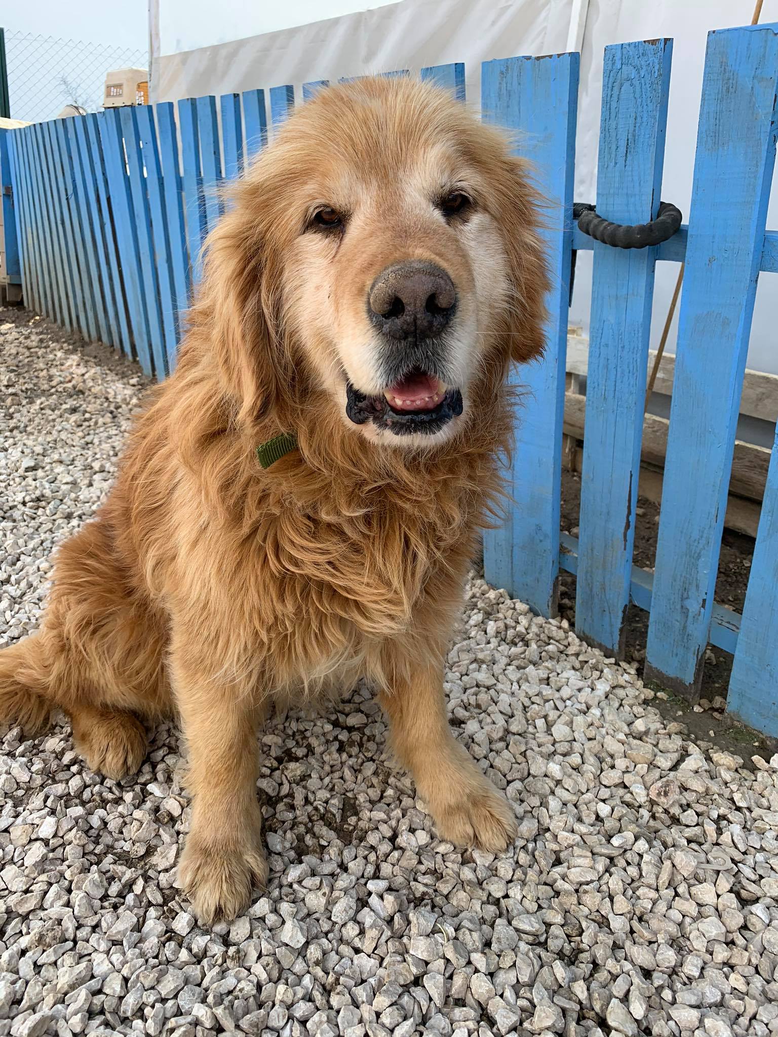 Kebob aka Bob (fka Cedar) 